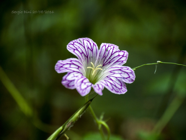 Geranium versicolor / Geranio striato